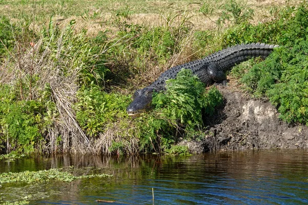 晴れた日には芝のフロリダ湿地に身を置くワニ — ストック写真