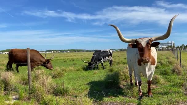 フロリダ州オーランドのノーナ湖のローレントパーク地区の牧草地でのロングホーン牛の放牧 — ストック動画