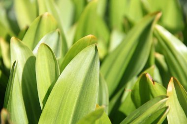 Yaklaş yeşil bir Colchicum yaprağına