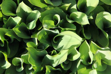 Vadinin zambak yaprağı