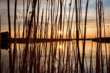 Temiz, güzel bir gölün huzurlu yüzeyinde ılık bir bahar akşamında güzel bir günbatımı. Kristal suyun içinde parlak güneş ışınlarıyla yansıyor. Sazlıkların çalılığında. Bulutlar gökyüzünde süzülür.