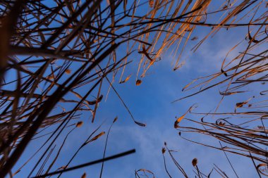 Yüksek büyüyen sazlıklar birbirine dolanmış ve mavi gökyüzüne eğilimlidir. Beyaz bulutlar akıyor. Geminin gövdesinde güneşin sıcak ışınlarının yansıması. Sazlıkların yumuşak fırçaları rüzgarda savruluyor.