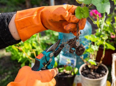 Turuncu koruyucu lastik eldivenli bir bahçıvan, uzun ömürlü çiçeklerin köklerinin yeni toprağa taşınması için dikkatlice inceler. Güçlü, keskin bir kesiciyle kökleri buduyor..