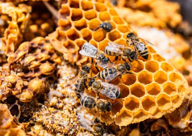 Açık hava işçileri üzerinde arılar yeni bal toplama ve yatırma sürecinde yeni bir bal peteği altıgen formu ve güzel altın rengi. Açık ve halihazırda mühürlü bal petekleri mükemmel durumda. Yakın plan..