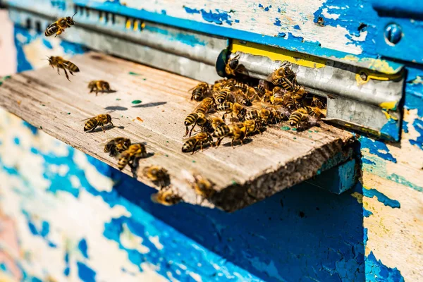 Fechar as abelhas voadoras. Colmeia de madeira. Há muitas abelhas na entrada da velha colmeia no apiário. Abelhas a trabalhar na prancha. Molduras de uma colmeia. Dia ensolarado é um momento perfeito para coletar mel . — Fotografia de Stock