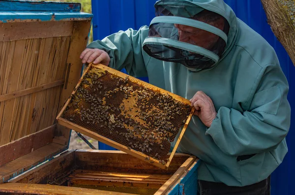 Beekeeper Protective Cap His Head Jacket Holds His Hands Inspects — Stock Photo, Image