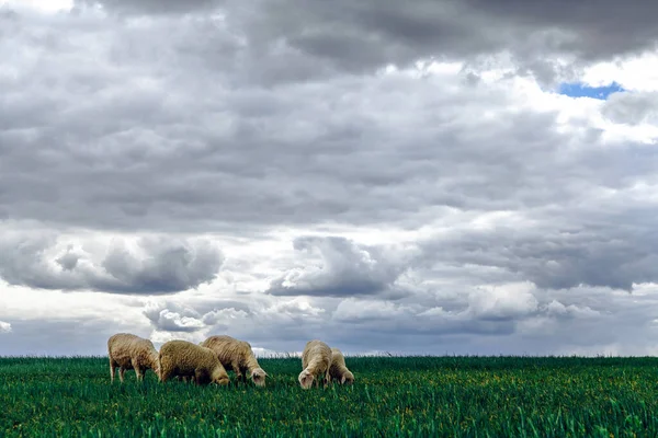 Pecore Pascolano Nel Campo Nuvole Tempesta Nel Cielo — Foto Stock