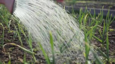 Su fışkırtan su, bahçe yatağında taze soğan filizleri yağdırabilir.