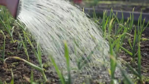 Chorros Agua Una Regadera Puede Regar Plántulas Cebollas Jóvenes Cama — Vídeo de stock