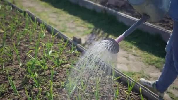 Tuinman Gaat Water Uit Een Gieter Zaailingen Van Jonge Uien — Stockvideo