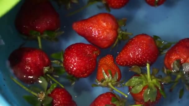 Barnens hand tar jordgubbar ur vattnet — Stockvideo