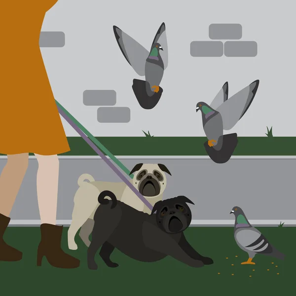 Şehirde yürüyüş yapan güvercinleri korkutan iki pug resmi. Basit, temiz vektör dosyası. Tamamen düzenlenebilir..