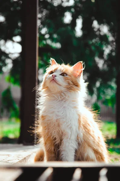 Gatto Carino Nel Villaggio — Foto Stock