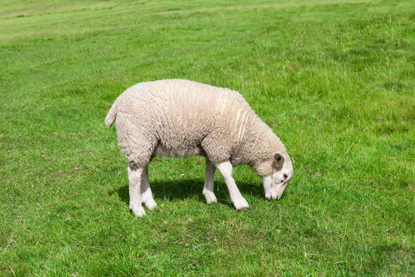 Ovelhas comendo grama no campo — Fotografia de Stock