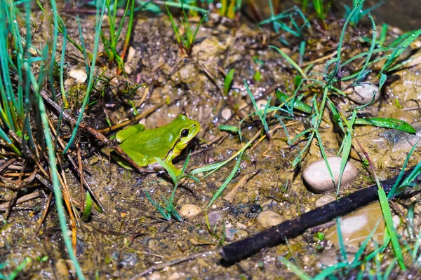 Ein Frosch Der Natur Sapo Natureza — Fotografia de Stock