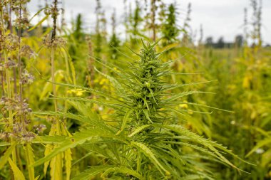 Kenevir tarlası, kenevir tarlası, Hanfplanzen auf einem Feld, Cbd Çiçeği,