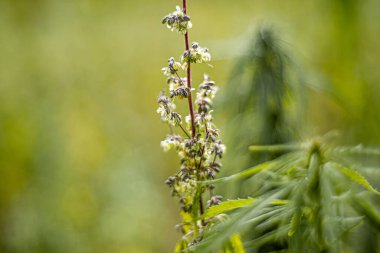 Kenevir tarlası, kenevir tarlası, Hanfplanzen auf einem Feld, Cbd Çiçeği,