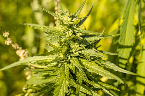 Hemp plants field, hemp farm, Hanfpflanzen auf einem Feld, Cbd Flower,