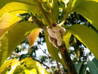 Mango böceği haşere emer mango bitkisi özsuyu, yumuşacık yapraklar, seyyar satıcıları vurur..