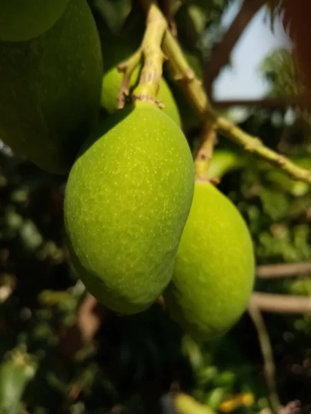 Gyönyörű Képek Nyers Mangókról Gyümölcs Lóg Fán Délben — Stock Fotó