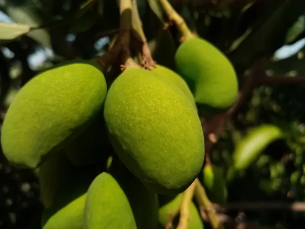 Piękny Obraz Surowych Owoców Mango Wiszących Drzewie Latem — Zdjęcie stockowe