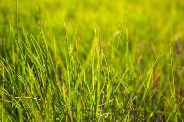 Günbatımı aydınlatmalı beyaz arka planda yeşil çimen