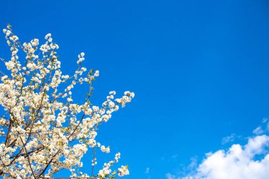Mavi arka planı ve bulutları olan bahar çiçekleri