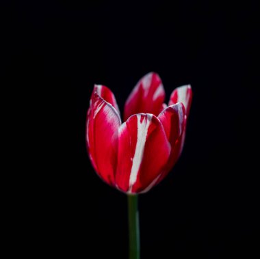 Kırmızı ve beyaz lale siyah arkaplanda izole edildi