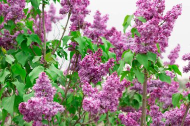 Bahar çiçeklenen leylak, beyaz gri gökyüzüne karşı