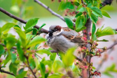 Kiraz ağacında oturan şişman serçe. Arka planda bulanık bahar çiçekleri var.