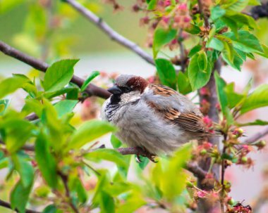 Kiraz ağacında oturan şişman serçe. Arka planda bulanık bahar çiçekleri var.