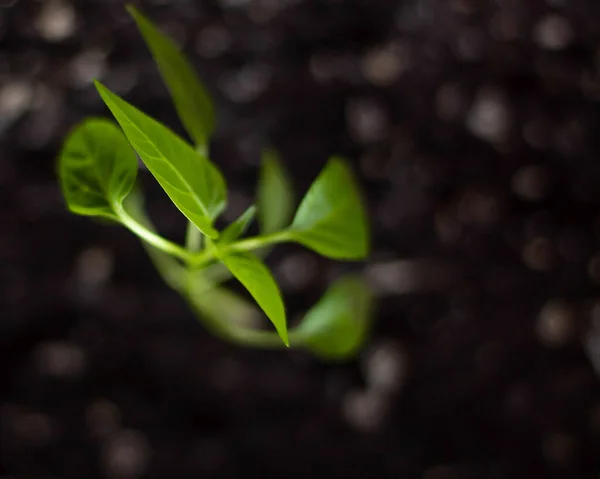 Πράσινο Νεαρό Φυτό Μεγαλώνει Από Μαύρο Chernozem Έδαφος Closeup Θολή Εικόνα Αρχείου