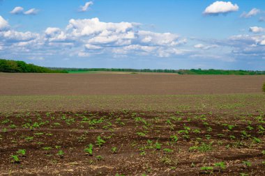 Ukrayna 'da küçük yeşil bir bitki yetişiyor.