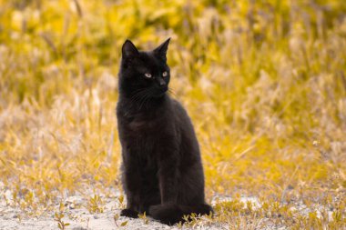 Sarı yapraklı arka planda kara kedi başka yere bakıyor.