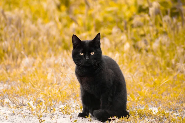 Black Cat Background Yellow Foliage Looks Directly Camera — Stock Photo, Image