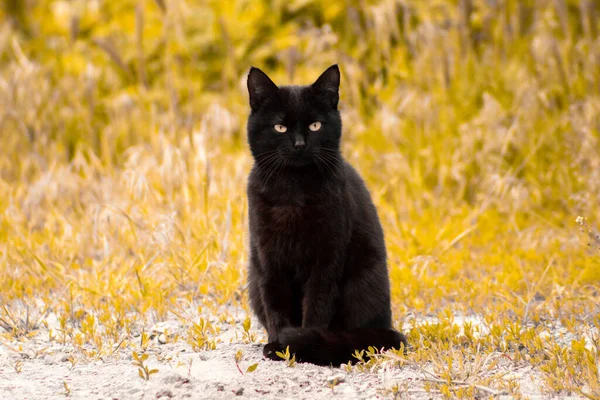 黄叶背景上的一只黑猫直接看着摄像机 — 图库照片