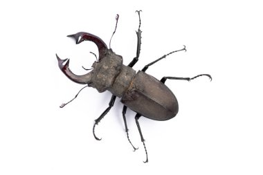 Büyük siklommatus böceği, beyaz üzerine izole edilmiş.
