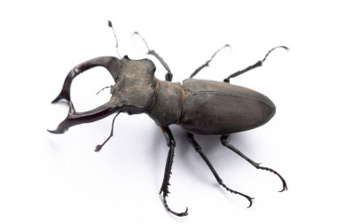 Büyük siklommatus böceği, beyaz üzerine izole edilmiş.