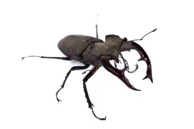 Büyük siklommatus böceği, beyaz üzerine izole edilmiş.