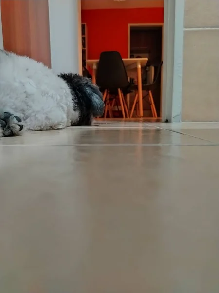 Cão Cachorro Poodle Descansando Casa Observado Cadeiras Chão Imagem Tomada — Fotografia de Stock