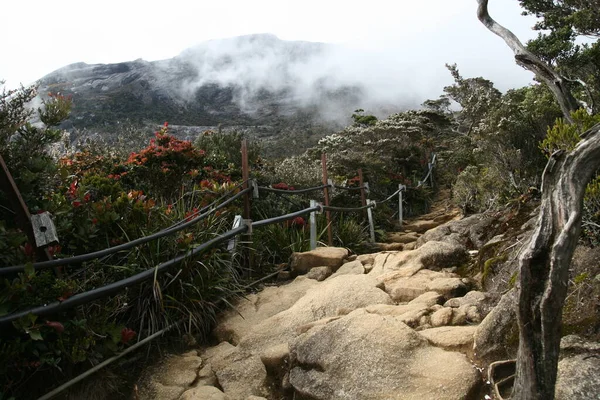 Monte Kota Kinabalu Trekking Pietra Scalinata Sentiero Circondato Foresta Antica — Foto Stock