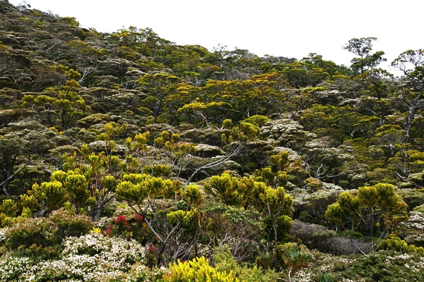 Kinabalu 'daki orman, ulusal dostum.