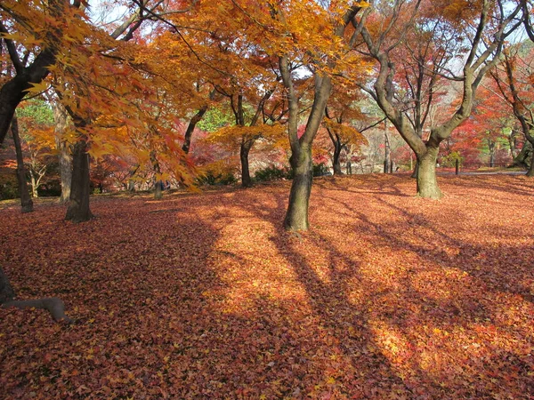 Érablière Automne — Photo