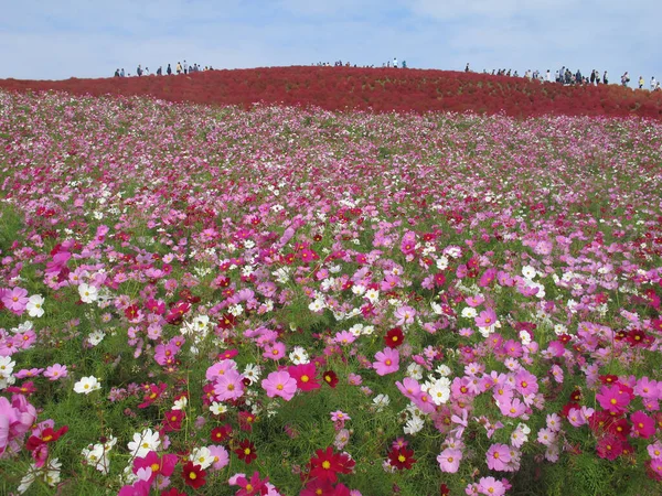 後ろに赤いコキアを持つコスモス畑のコスモスの様々な色 — ストック写真