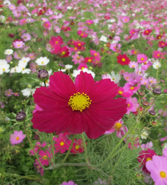 Close up red cosmos in cosmos flower field with variety of cosmos color in the back