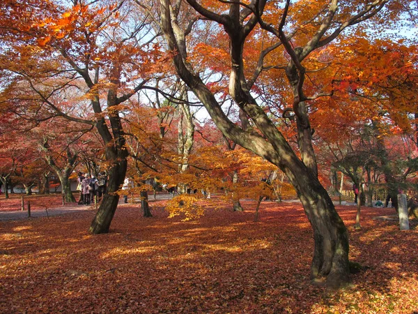 Japon Tapınağında Sonbaharda Parkta Akçaağaç Ağaçları Yerde Kırmızı Sarı Turuncu — Stok fotoğraf