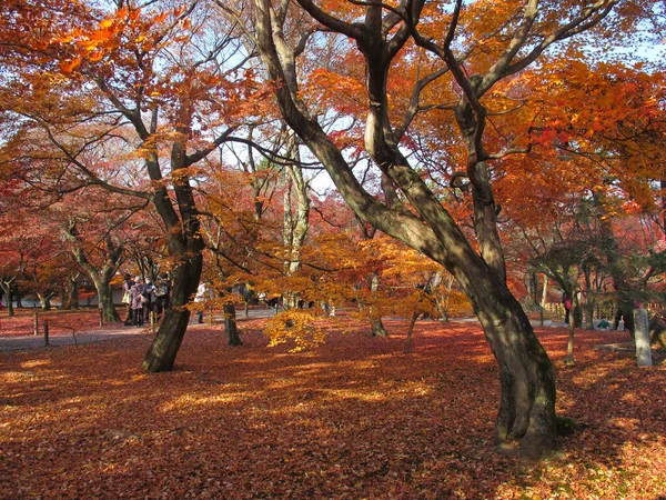 Japon tapınağında sonbaharda parkta akçaağaç ağaçları. Yerde kırmızı, sarı ve turuncu yapraklar.