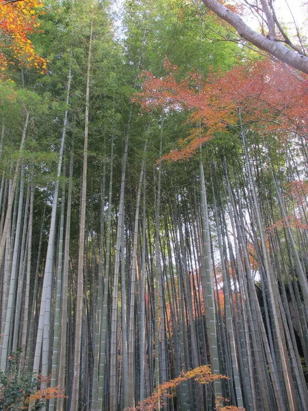 日本的绿色竹子 红枫叶 — 图库照片