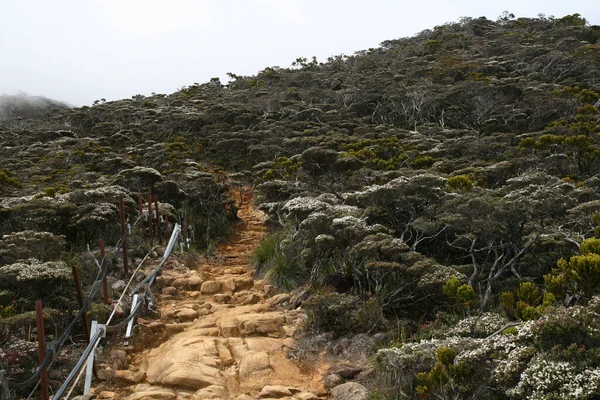 Kota Dağı Kinabalu yürüyüş yolu taş merdivenli antik orman tarafından teslim edildi.