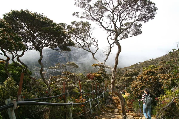 Caminhada Casal Passa Floresta Kinabalu — Fotografia de Stock